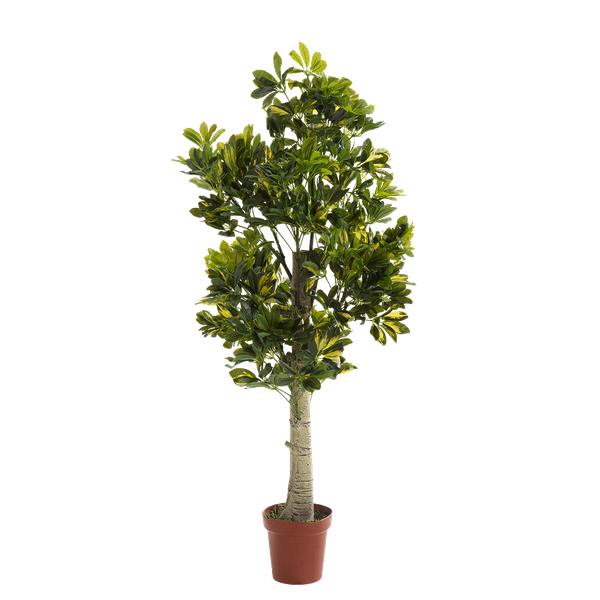 Schefflera Arboricola شجر صناعي أبيات