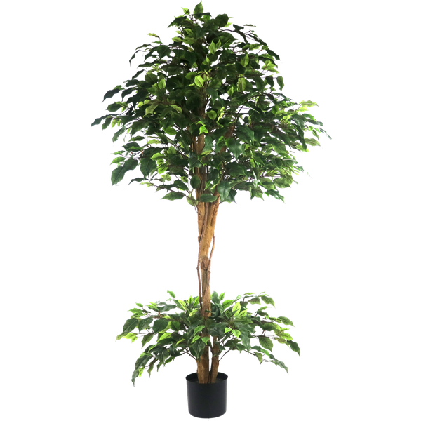 Ficus Tree