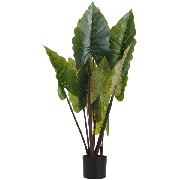 Taro Plant