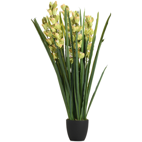 Cymbidium Plant
