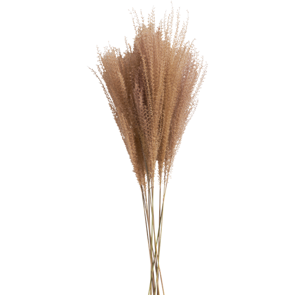 Psilotum Natural Dried Plant