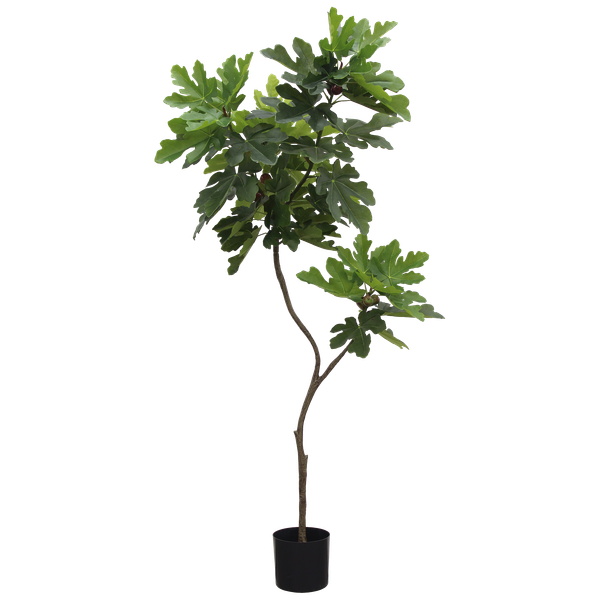 Carica Large Plant
